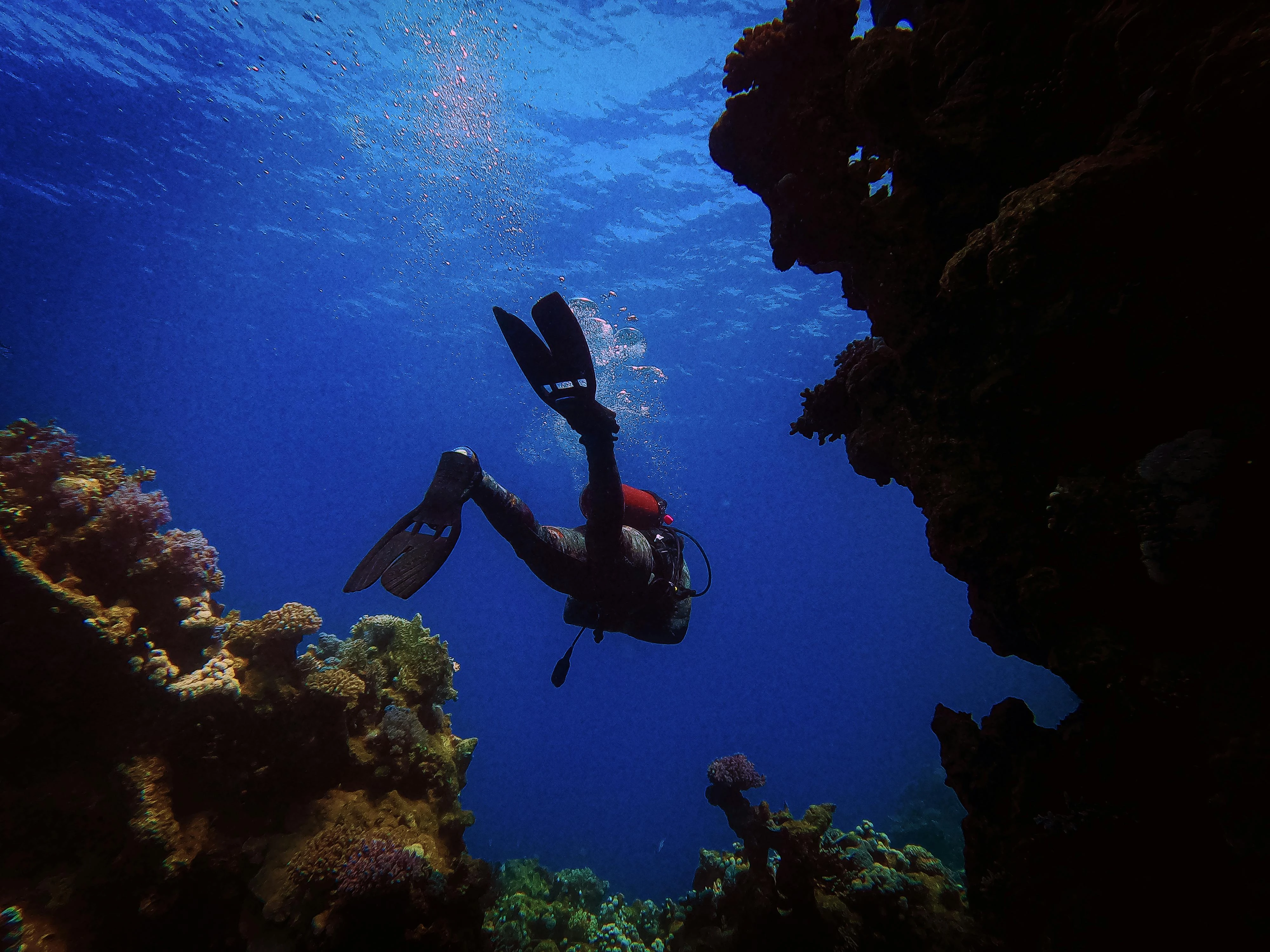 Diving in the Red Sea. Pexels