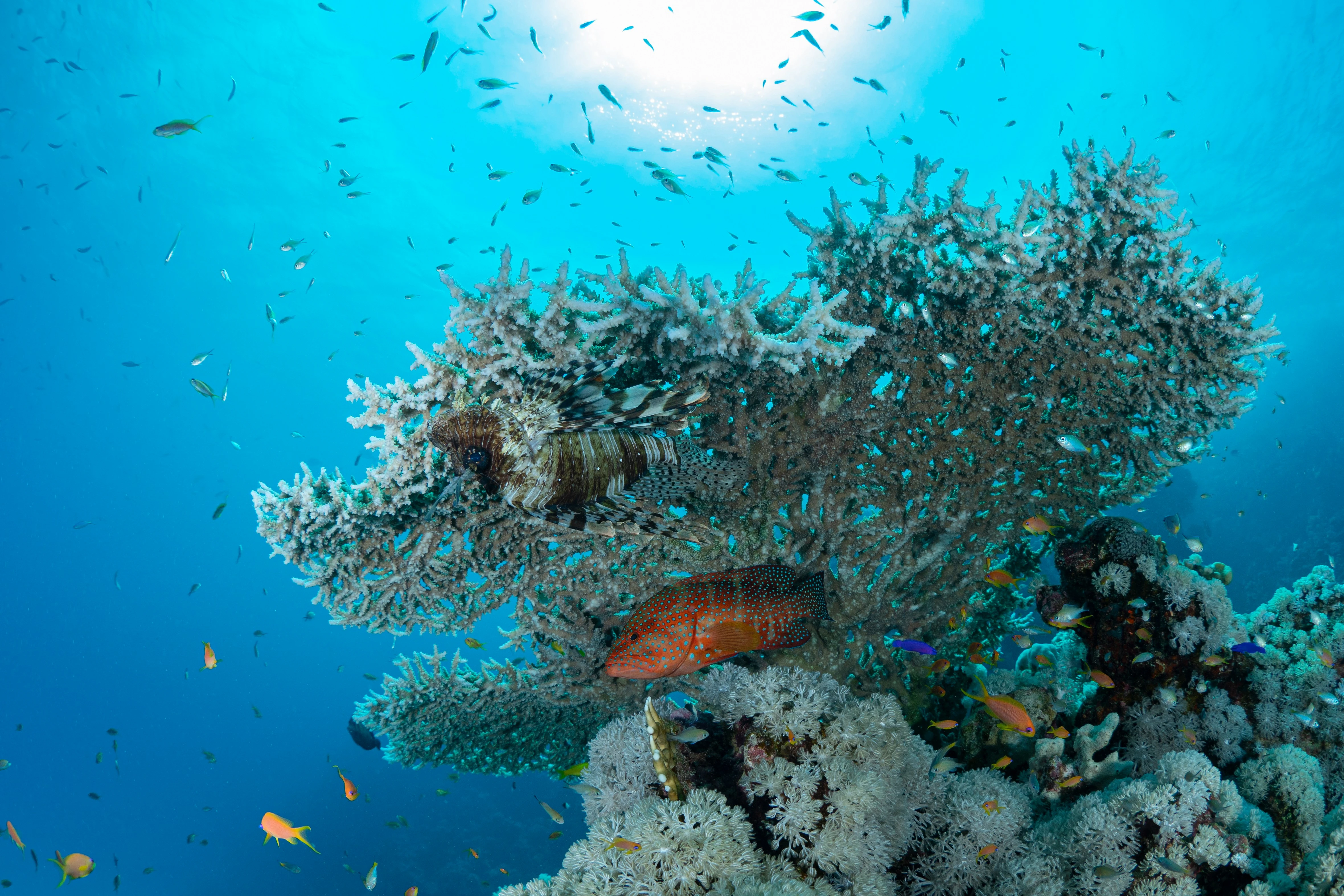 Vibrant coral reef in the Red Sea